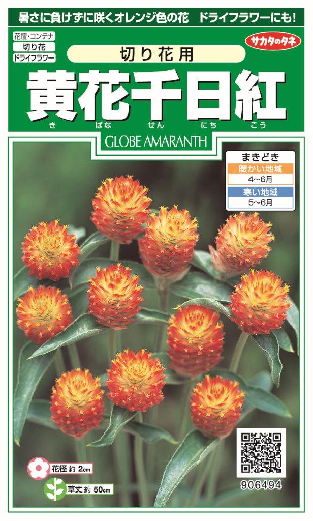 サカタのタネ 実咲 250 黄花千日紅 切り花用 小袋[906494]【取り寄せ注文】【2027年春種予約商品】＊春のみ商品