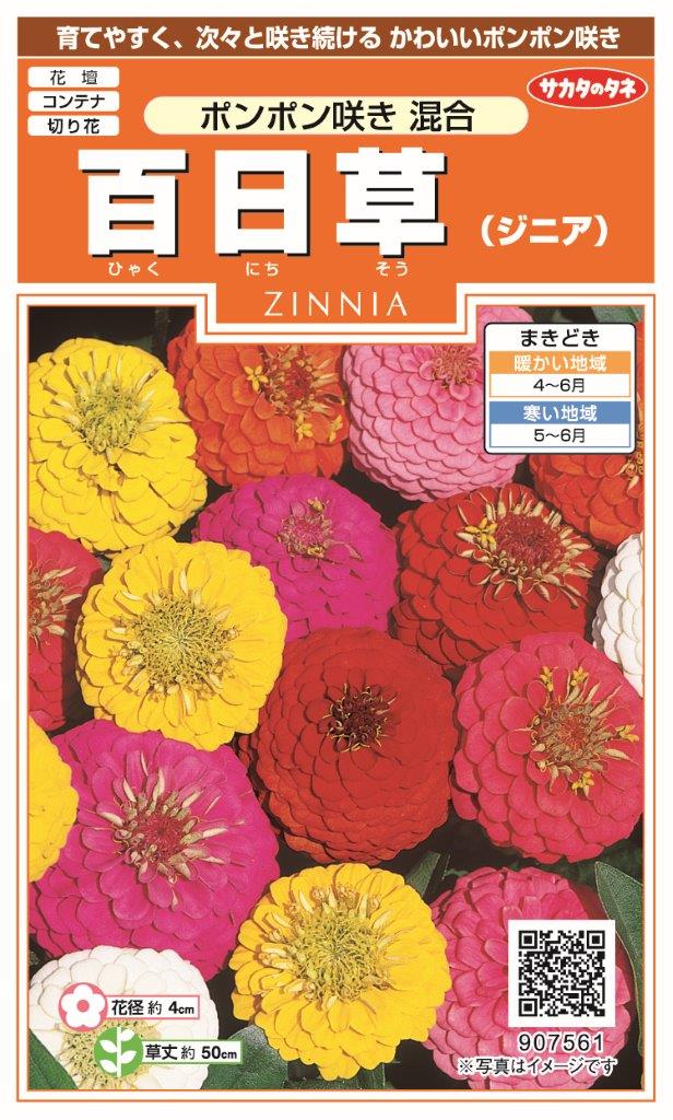 サカタのタネ 実咲200 百日草（ジニア) ポンポン咲き 混合 小袋[907561]【取り寄せ注文】【2027年春種予約商品】＊春のみ商品