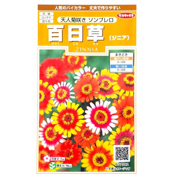 サカタのタネ 実咲200 百日草（ジニア） 天人菊咲き ソンブレロ　小袋[907562]【取り寄せ注文】【2027年春種予約商品】＊春のみ商品