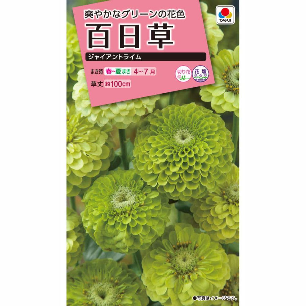 タキイ NL300 百日草 ジャイアントライム 小袋[FZN370]【取り寄せ注文】【2027年春種予約商品】＊春のみ商品