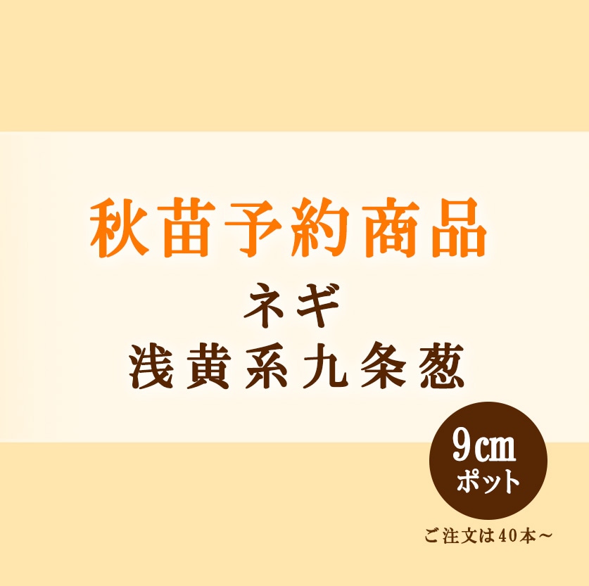 秋野菜苗 ネギ 浅黄系九条葱 9.0cmポット×40本【2026年秋苗予約】※通年