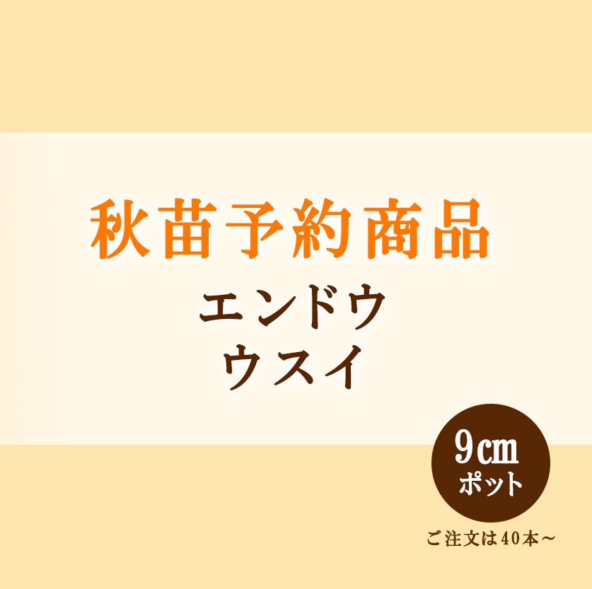 秋野菜苗 エンドウ ウスイ 9.0cmポット×40本【2026年秋苗予約】※10月中旬～12月上旬出荷