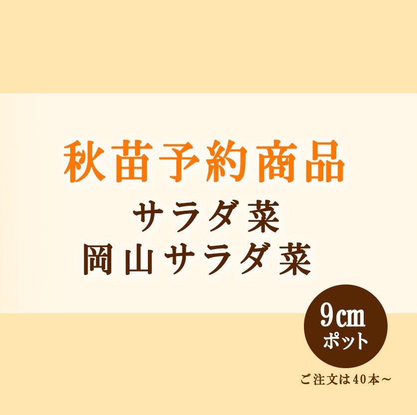 秋野菜苗 サラダ菜 岡山サラダ菜 9.0cmポット×40本【2026年秋苗予約】※～12月下旬出荷