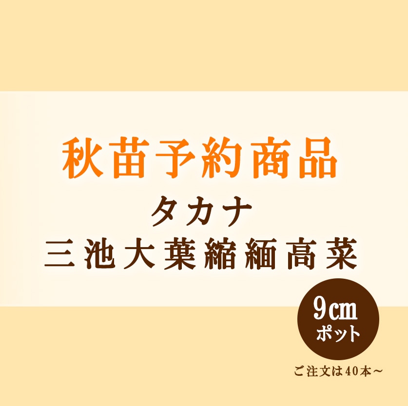 秋野菜苗 タカナ 三池大葉縮緬高菜 9.0cmポット×40本【2026年秋苗予約】※～12月中旬出荷