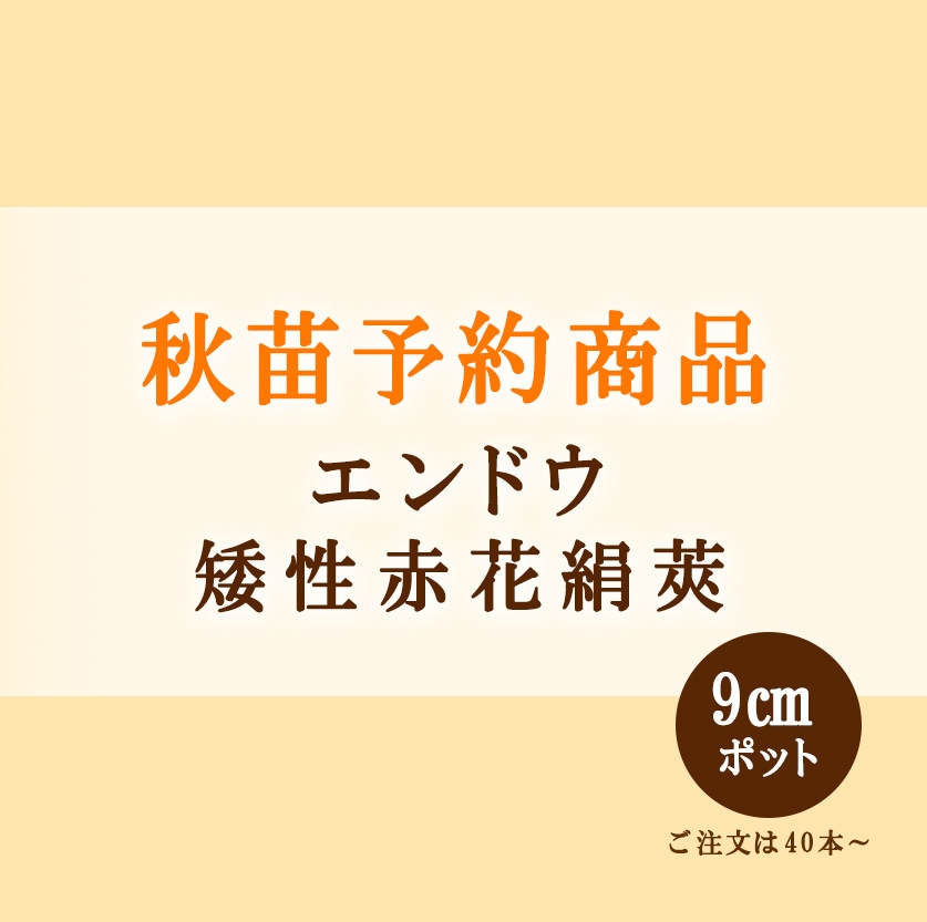 秋野菜苗 エンドウ 矮性赤花絹莢 9.0cmポット×40本【2026年秋苗予約】※10月中旬～12月上旬出荷
