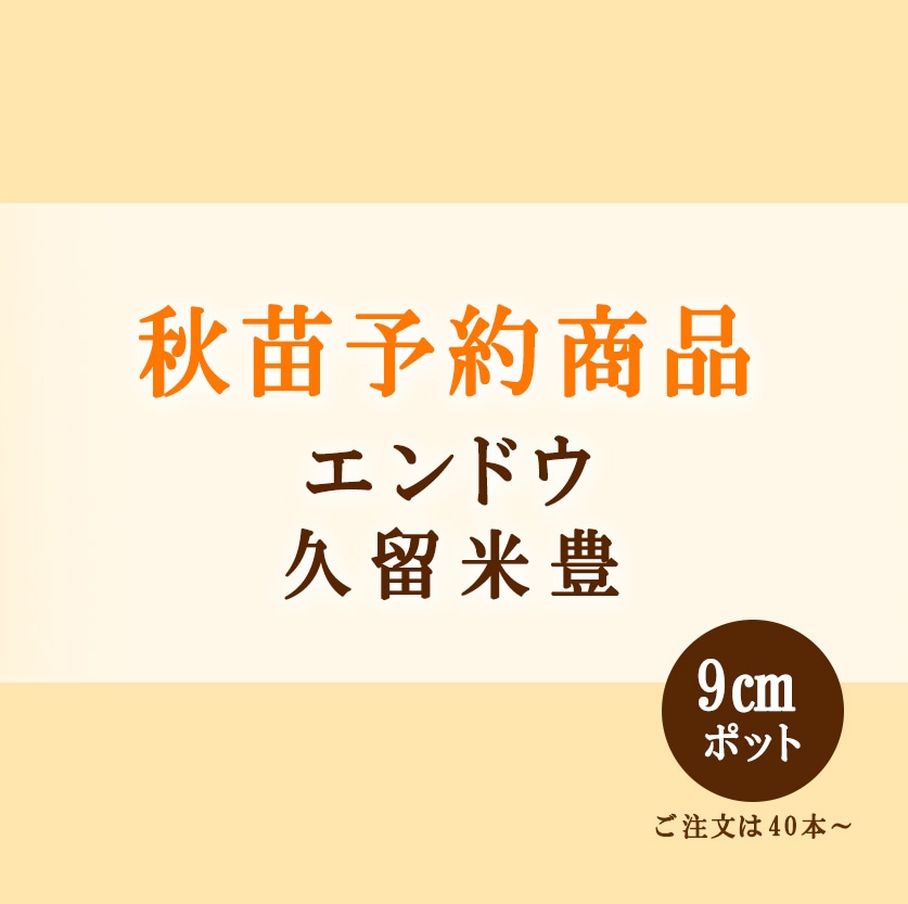 秋野菜苗 エンドウ 久留米豊 9.0cmポット×40本【2026年秋苗予約】※10月中旬～12月上旬出荷