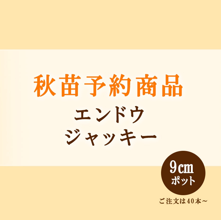 チー太郎さま ご予約苗 秋苗受注商品 | 小林種苗公式通販