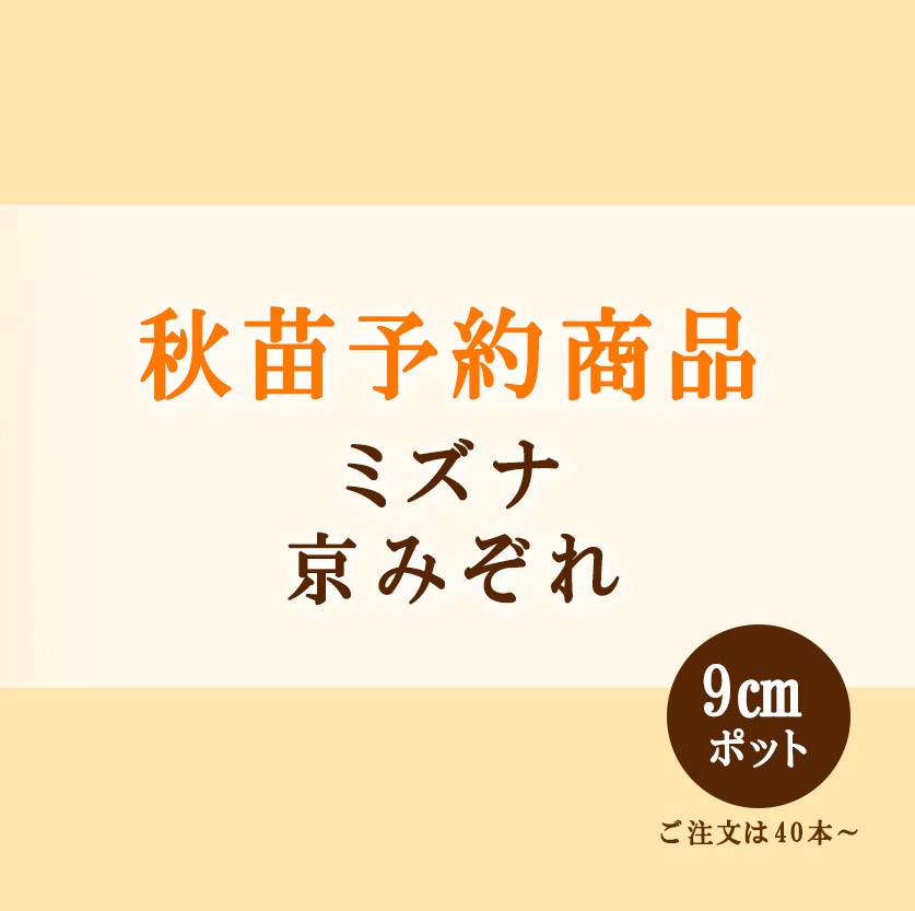 秋野菜苗 ミズナ 京みぞれ 9.0cmポット×40本【2026年秋苗予約】※～12月上旬出荷