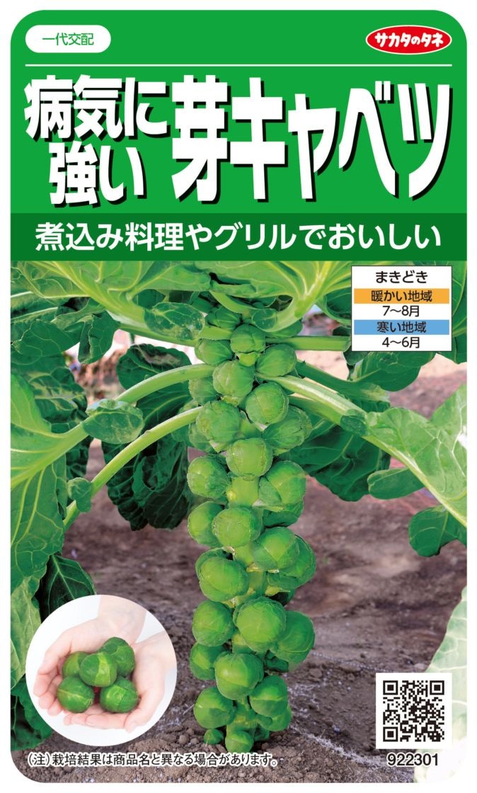 サカタのタネ キャベツ種子 芽キャベツ037【取り寄せ注文】