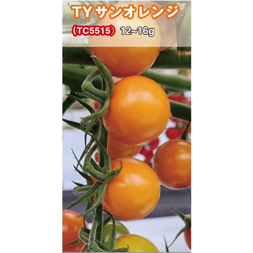 トキタ種苗 ミニトマト種子 TYサンオレンジ【取り寄せ注文】