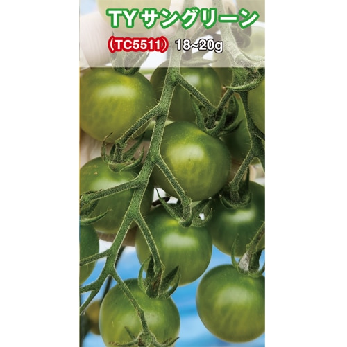 トキタ種苗 ミニトマト種子 TYサングリーン【取り寄せ注文】