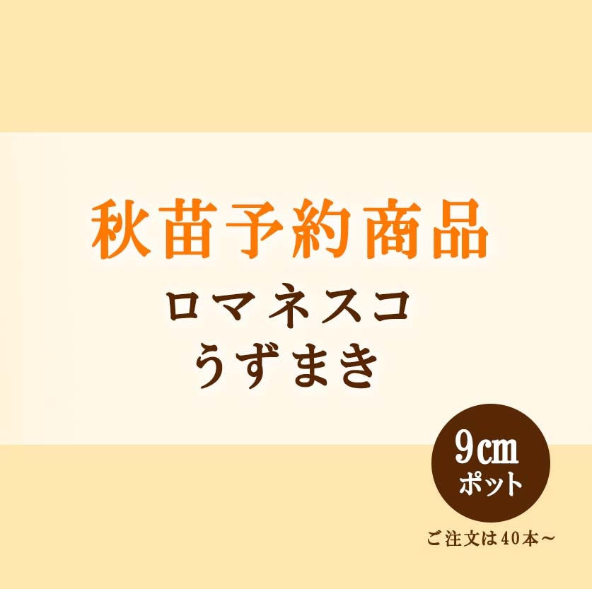 秋野菜苗　ロマネスコ　うずまき　9.0cmポット×40本【2026年秋苗予約】※9月上旬～10月中旬出荷予定