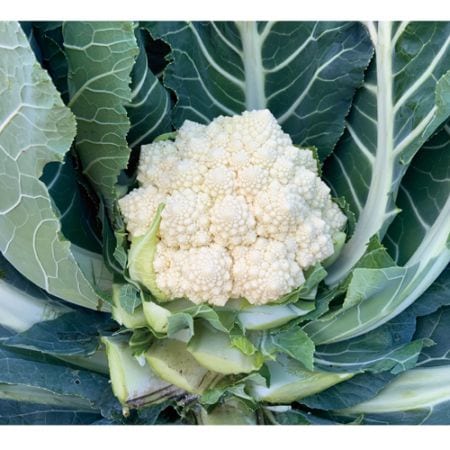 葉菜類,カリフラワー | 小林種苗公式通販
