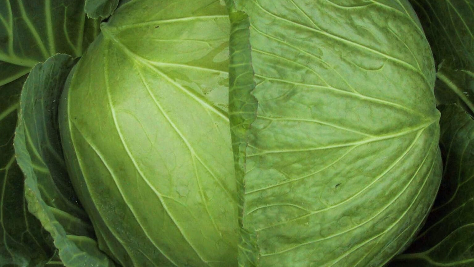 清水種苗 キャベツ種子 秋味【取り寄せ注文】