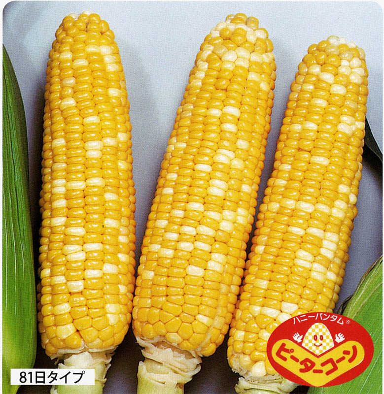 サカタのタネ スイートコーン種子 ハニーバンタム ピーター235 [090020]【取り寄せ注文】【2026年春種予約商品】