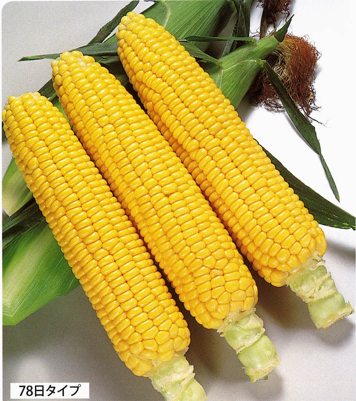 サカタのタネ スイートコーン種子 ハニーバンタム20 [090110]【取り寄せ注文】 ※1月以降～入荷予定※春のみ商品