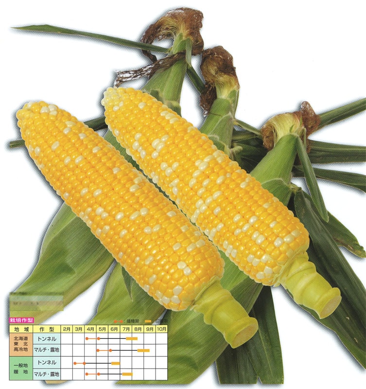 雪印種苗　スイートコーン種子　スペリオールコーン　グラビス【取り寄せ注文】