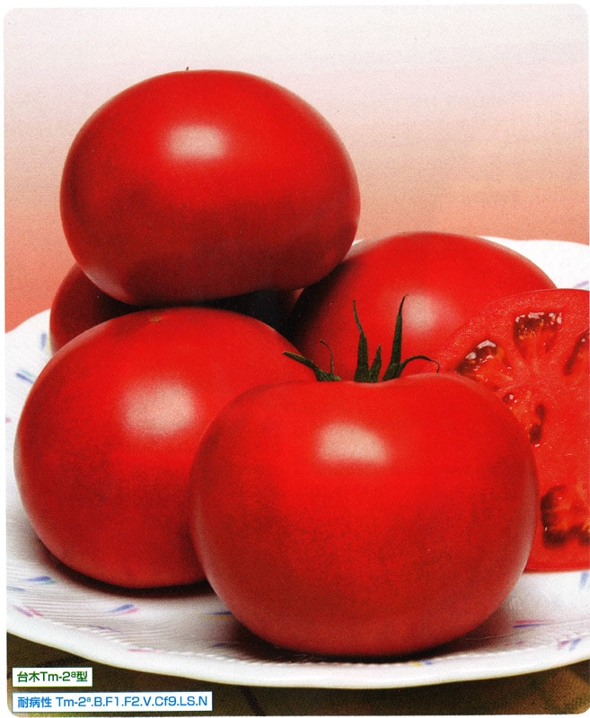 タキイ種苗 トマト種子 桃太郎セレクト[ATM01X]【取り寄せ注文】※春のみ商品【2026年春種予約商品】