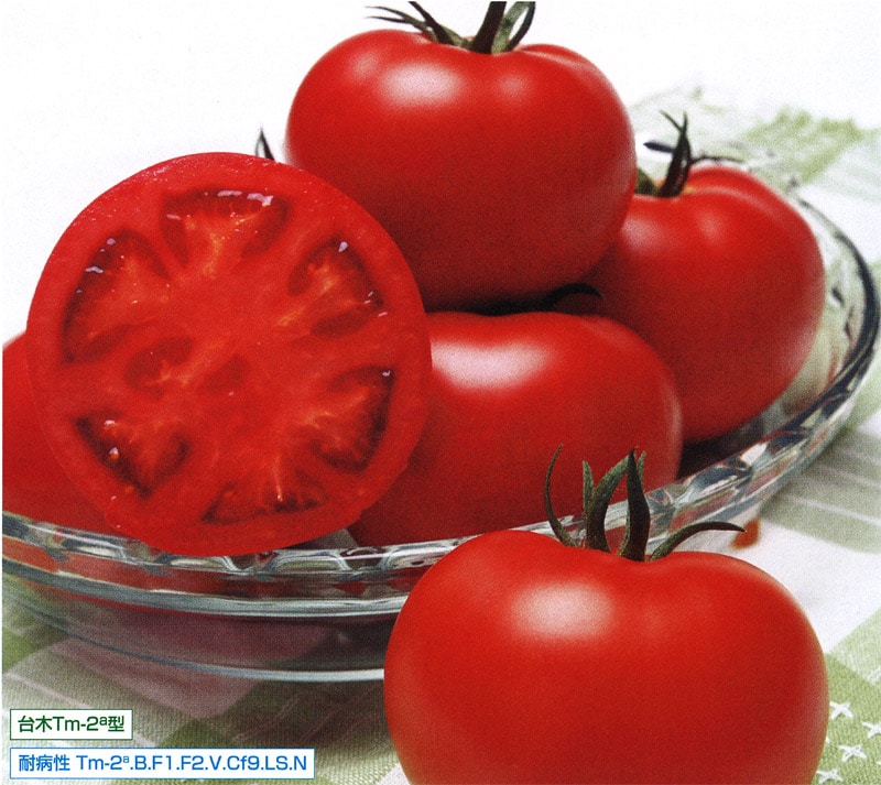 タキイ種苗 トマト種苗 桃太郎ギフト[ATM015]【取り寄せ注文】※春のみ商品【2026年春種予約商品】