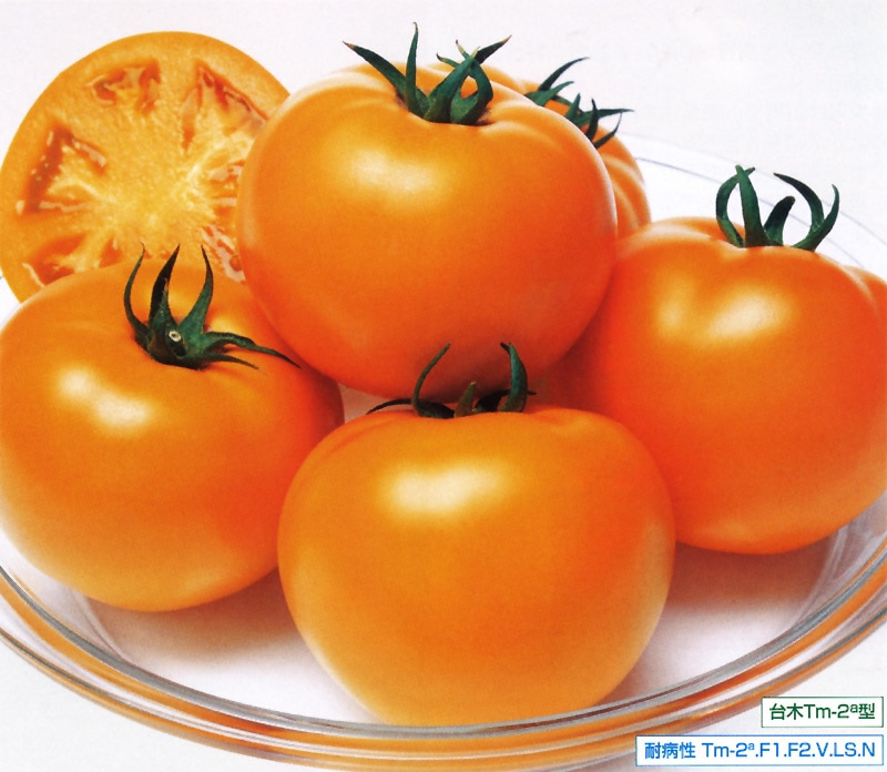タキイ種苗 トマト種子 桃太郎ゴールド[ATM092]【取り寄せ注文