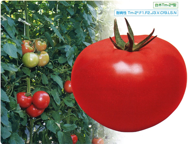 タキイ種苗 トマト種子 CF桃太郎ヨーク[ATM01M]【取り寄せ注文】※春のみ商品【2026年春種予約商品】※2026春品薄商品