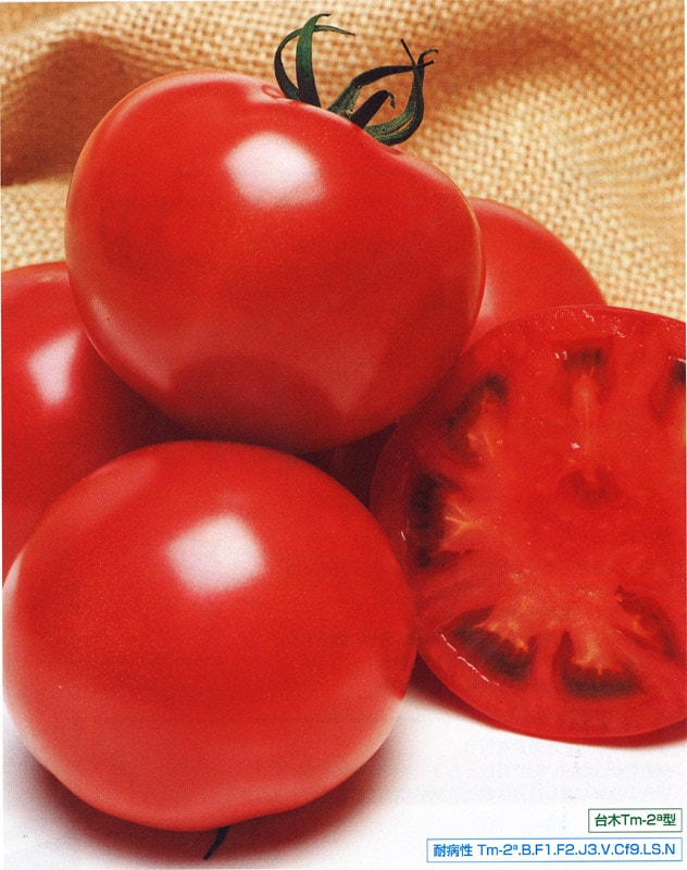 タキイ種苗 トマト種子 CF桃太郎ファイト[ATM01P]【取り寄せ注文】※春のみ商品【2026年春種予約商品】※2026春品薄商品