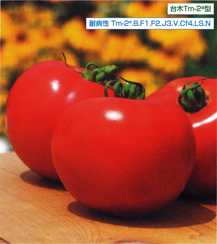 大玉トマト 桃太郎ワンダー ペレット 2L千粒 タキイ種苗（株