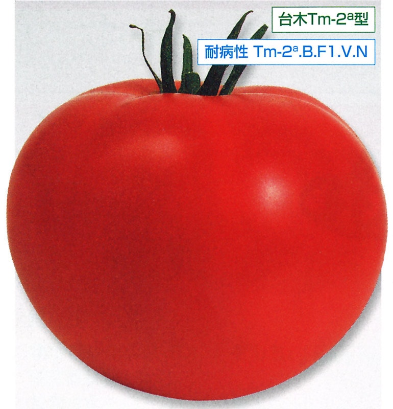 タキイ種苗 トマト種子 ホーム桃太郎[ATM099]【取り寄せ注文】春のみ商品【2026年春種予約商品】