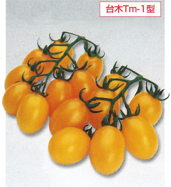 タキイ種苗 ミニトマト種子 イエローピコ[ATM157]【取り寄せ注文】※春のみ商品【2026年春種予約商品】