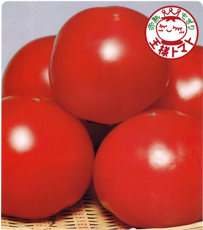 サカタのタネ トマト種子 マイロック【取り寄せ注文】※春のみの商品