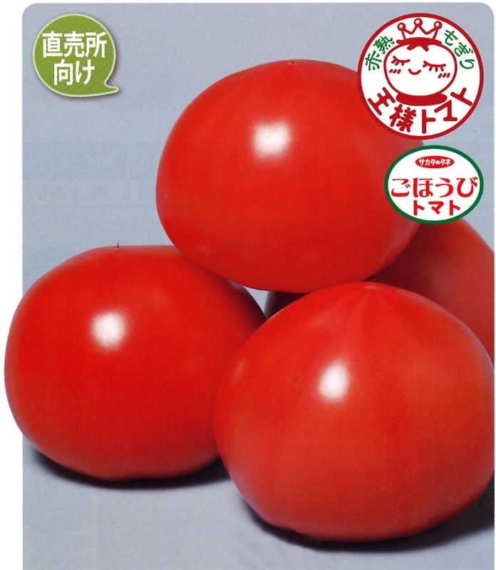 サカタのタネ トマト種子 ごほうび【取り寄せ注文】※春のみの