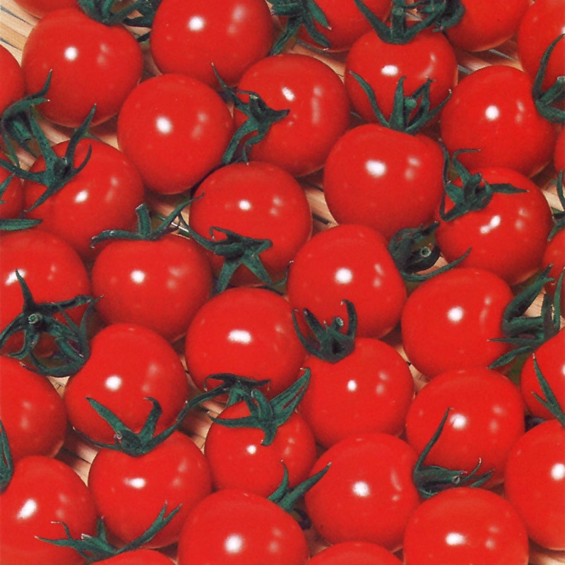 サカタのタネ ミニトマト種子 キャロル10 PRIMAX1000粒[068617]【取り寄せ注文】