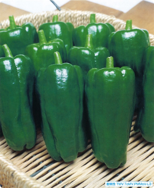 タキイ種苗 ピーマン種子 京まつり[APE036]【取り寄せ注文】】※春のみ商品＊種子有効期限2026年2月末