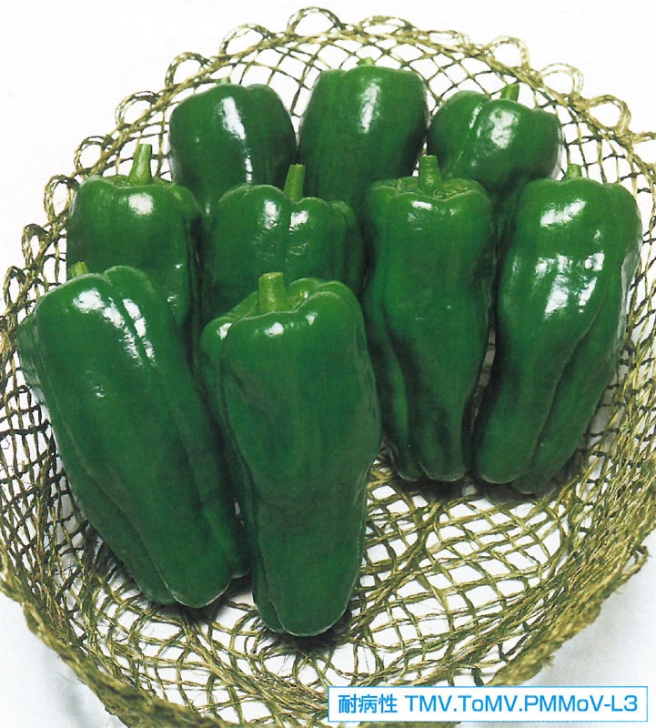 タキイ種苗 ピーマン種子 京鈴[APE018]【取り寄せ注文】※春のみ商品【2026年春種予約商品】※2026春品薄商品 