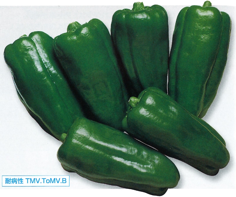 タキイ種苗 ピーマン種子 京波[APE011]※春のみ商品【取り寄せ注文】【2026年春種予約商品】
