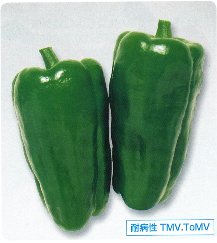 タキイ種苗 ピーマン種子 京ゆたか[APE014]【取り寄せ注文※春のみ商品【2026年春種予約商品】