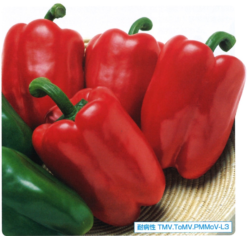 タキイ種苗 ピーマン種子 フルーピーレッドEX[APE057]【取り寄せ注文】※春のみ商品【2026年春種予約商品】