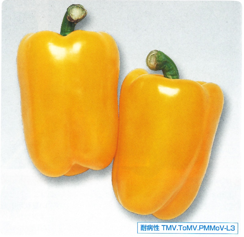 タキイ種苗 ピーマン種子 フルーピーイエロー[APE034]【取り寄せ注文】※春のみ商品【2026年春種予約商品】