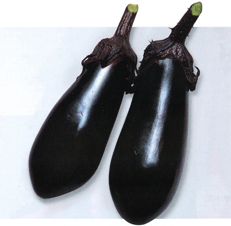 タキイ種苗 ナス種子 千両[ANA013]【取り寄せ注文】※春のみ商品【2026年春種予約商品】