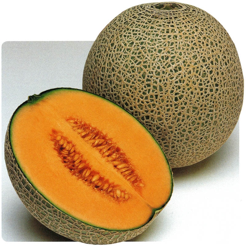 タキイ種苗 メロン種子 レノン[AMA098]【取り寄せ注文】【2026年春種予約商品】