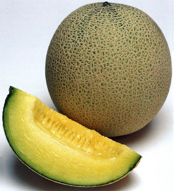 タキイ種苗 メロン種子 パンナTF[AMA035]【取り寄せ注文】※春のみ商品【2026年春種予約商品】　