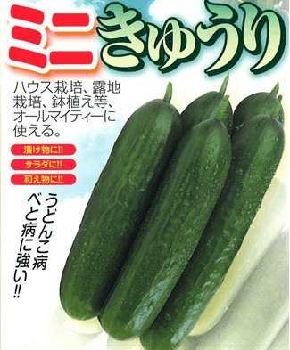 小林種苗  キュウリ種子 小次郎＊種子有効期限2025年10月末