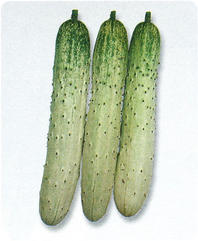 タキイ種苗 キュウリ種子 半白節成[ACU001]【取り寄せ注文】【2026年春種予約商品】