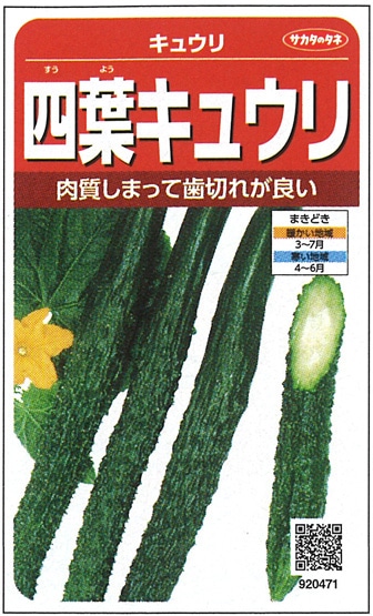 サカタのタネ　キュウリ種子　四葉（すうよう）　実咲小袋[920471]【取り寄せ注文】※春のみの商品