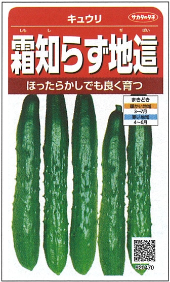 サカタのタネ　キュウリ種子　霜知らず地這　実咲小袋[920470]【取り寄せ注文】*種子有効期限2025年10月末
