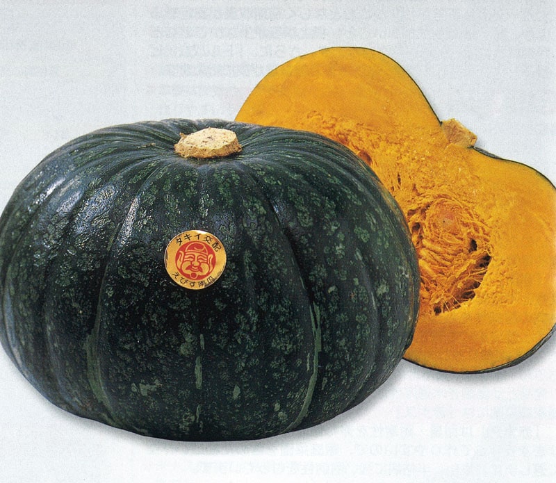 タキイ種苗 カボチャ種子 えびす[ANK022]【取り寄せ注文】※春のみ商品