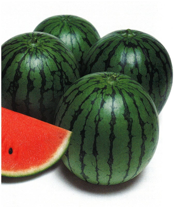 スイカ★TechDeckMini 3個セット タキイ種苗 スイカ種子 紅しずく[ASU005]【取り寄せ注文】【2026年春種