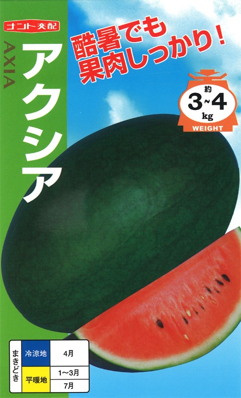 ハドラマウチカ 種子×10 2025/6月採取 ハドラマウチカ 種子×10