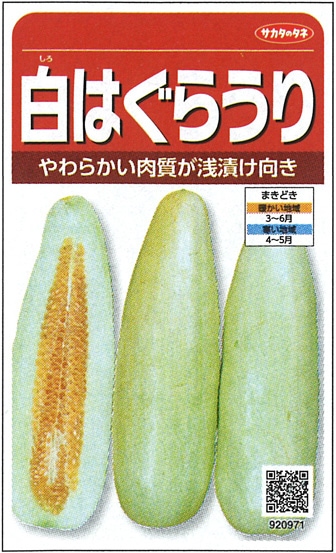 サカタのタネ　シロウリ種子　白はぐらうり　実咲小袋[920971]【取り寄せ注文】※春のみの商品