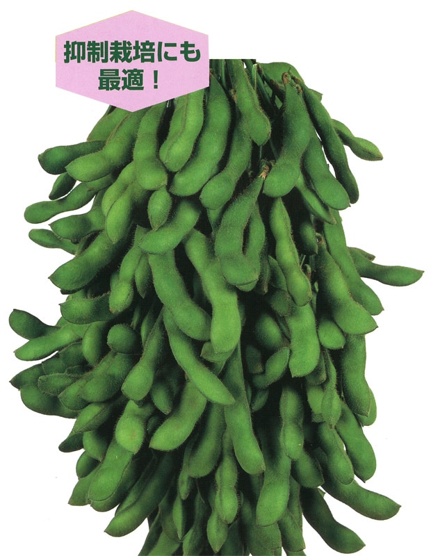 雪印種苗　エダマメ種子　サヤムスメ【取り寄せ注文】